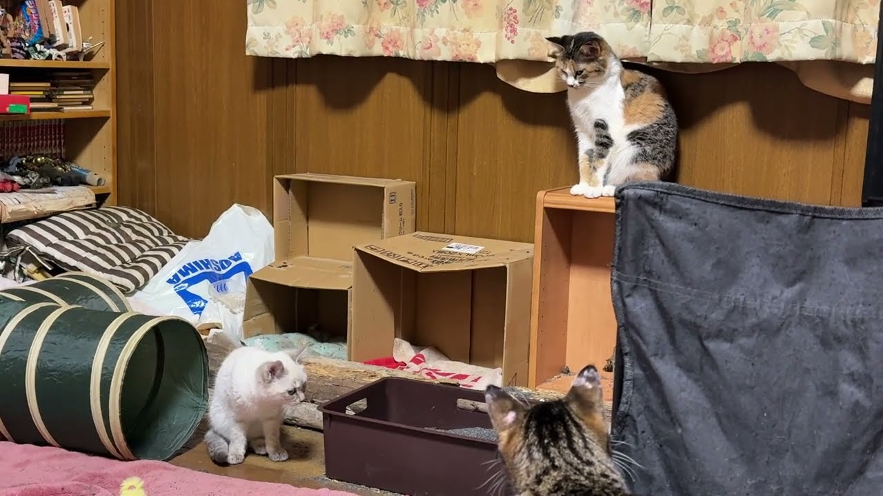 三毛猫ミックスとキジシロのルルに見つめられるシャム猫の子ネコ。ソロリソロリと歩いて