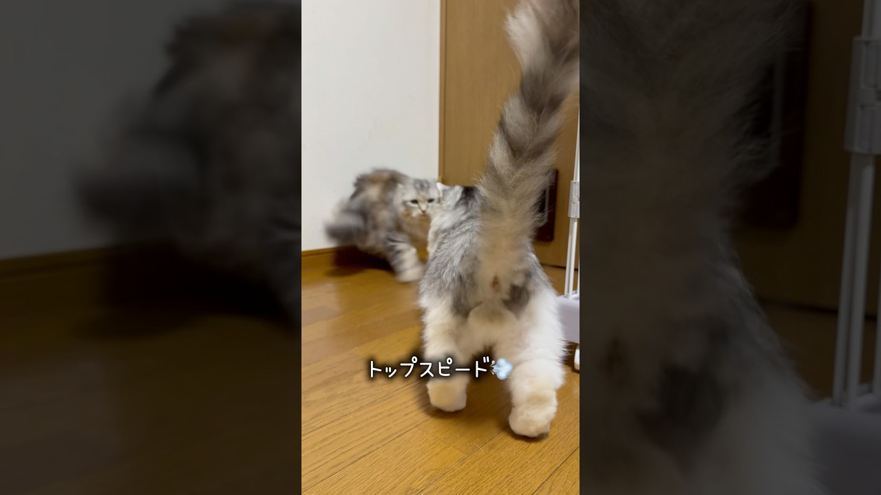 マッハ3超えてきたもなかさん🐱　#保護猫 #ねこ #猫のいる生活 #shorts #cat #猫動画 #音速 #マッハ
