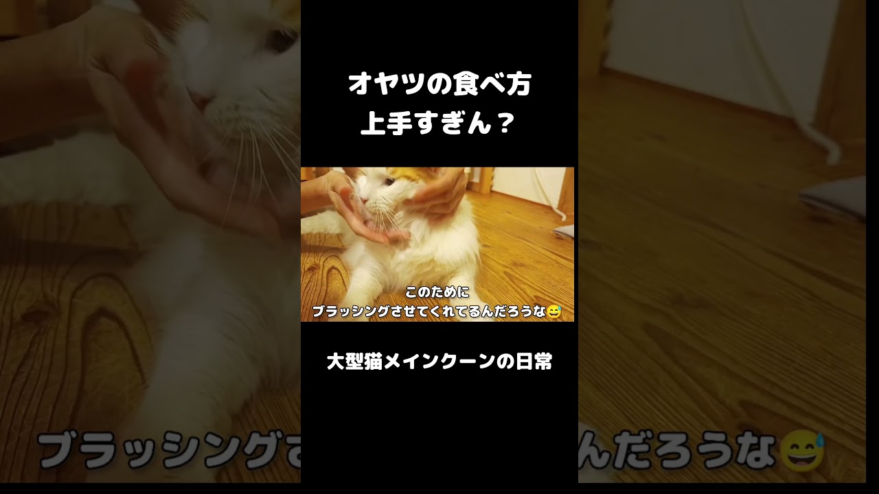 おやつの時が1番うれしそう！ #メインクーン #猫 #猫のいる暮らし#cat #mainecoon #catlover​  #catshorts​ #cute​ #cutecat​ #fyp​