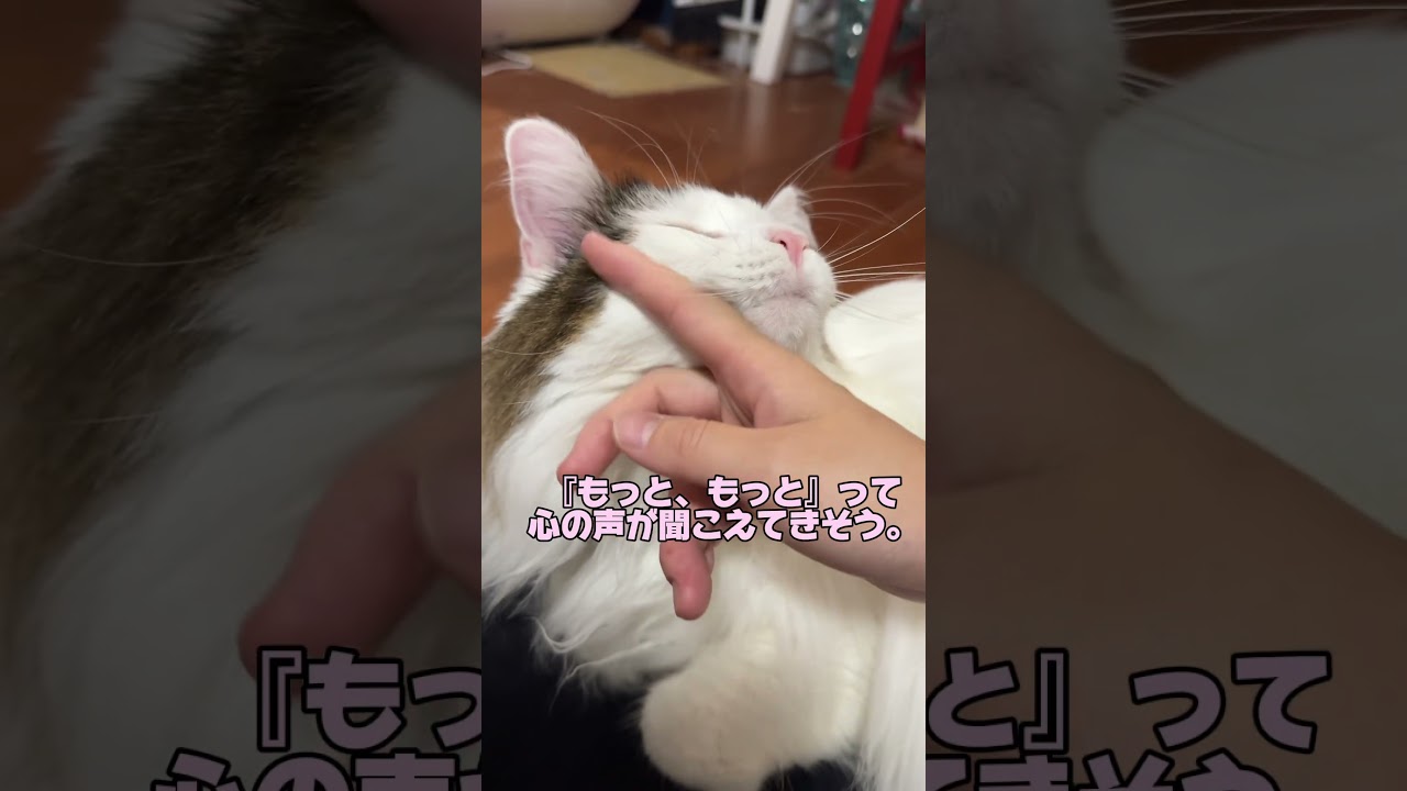 癒されます！おやすみ猫ちゃん。#ノルウェージャンフォレストキャット #猫のいる暮らし #cat #meow