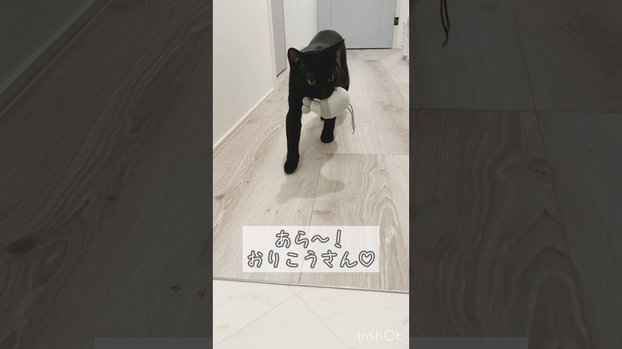 持ってくる黒猫　#ボンベイ #子猫 #cat #bombay #かわいい #cute #ねこ #ねこのいる生活 #ねこのいる暮らし #癒し #おもちゃ #ねこ動画 #猫好きさんと繋がりたい