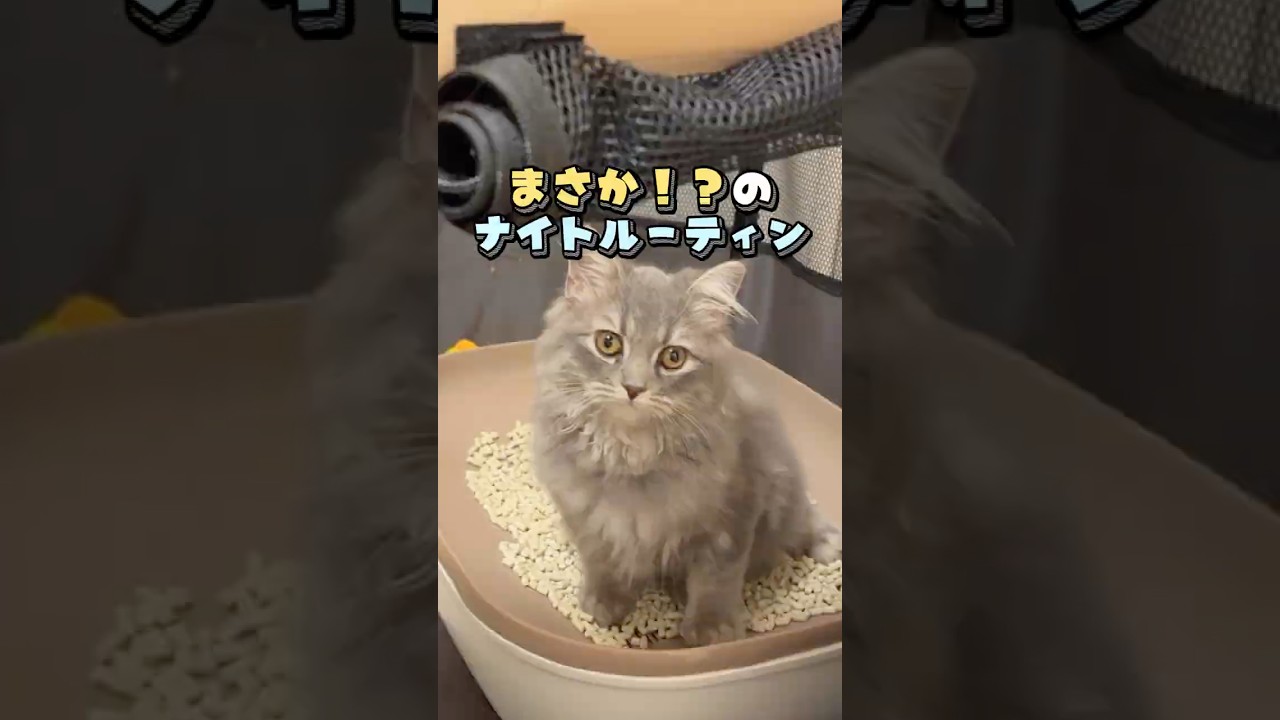 猫姉妹のナイトルーティンが可愛すぎた#ラグドール #サイベリアン #猫 #cat #猫のルーティン
