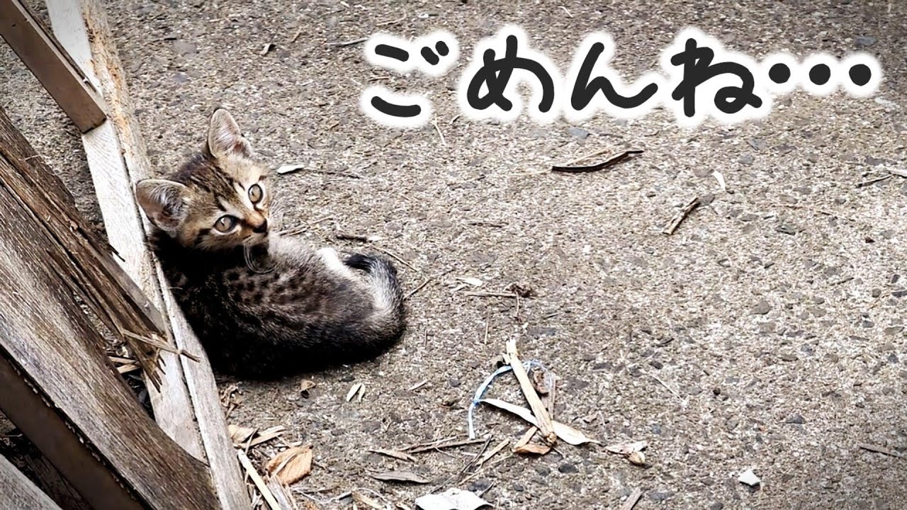 あの時、保護できなかった子猫のこと