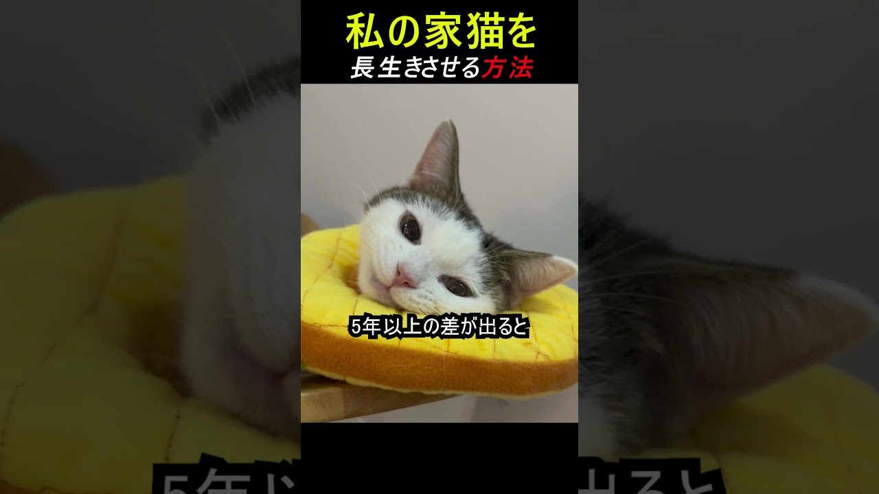 猫を長生きさせる方法