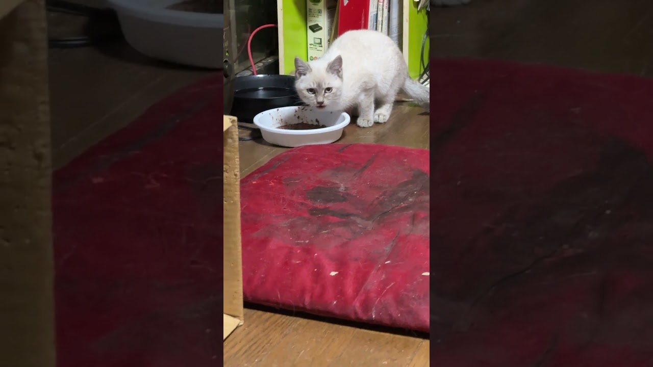 我が家に来て、食事をとるシャム猫の子ネコ