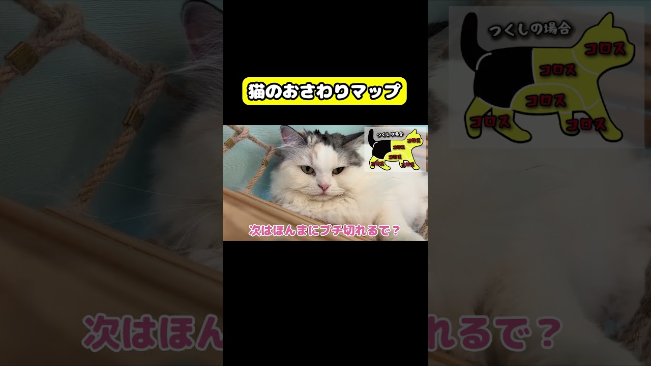 猫のおさわりマップ　#猫 #おもしろ #アテレコ #ニャンチューバーつくし