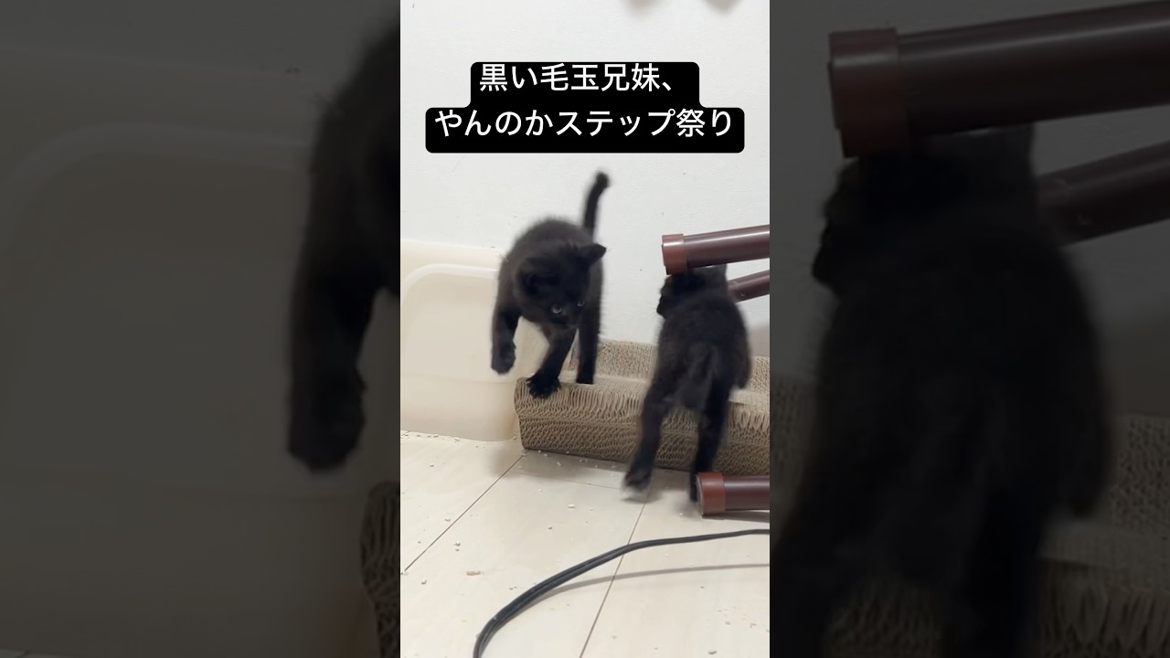 黒い子猫兄妹、やんのかステップフェスティバル #cat  #猫  #ねこ  #保護猫 #cute #猫のいる暮らし #子猫 #shorts  #こねこ