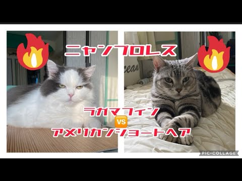 ラガマフィンvsアメリカンショートヘアのニャンプロレス🐱🐱