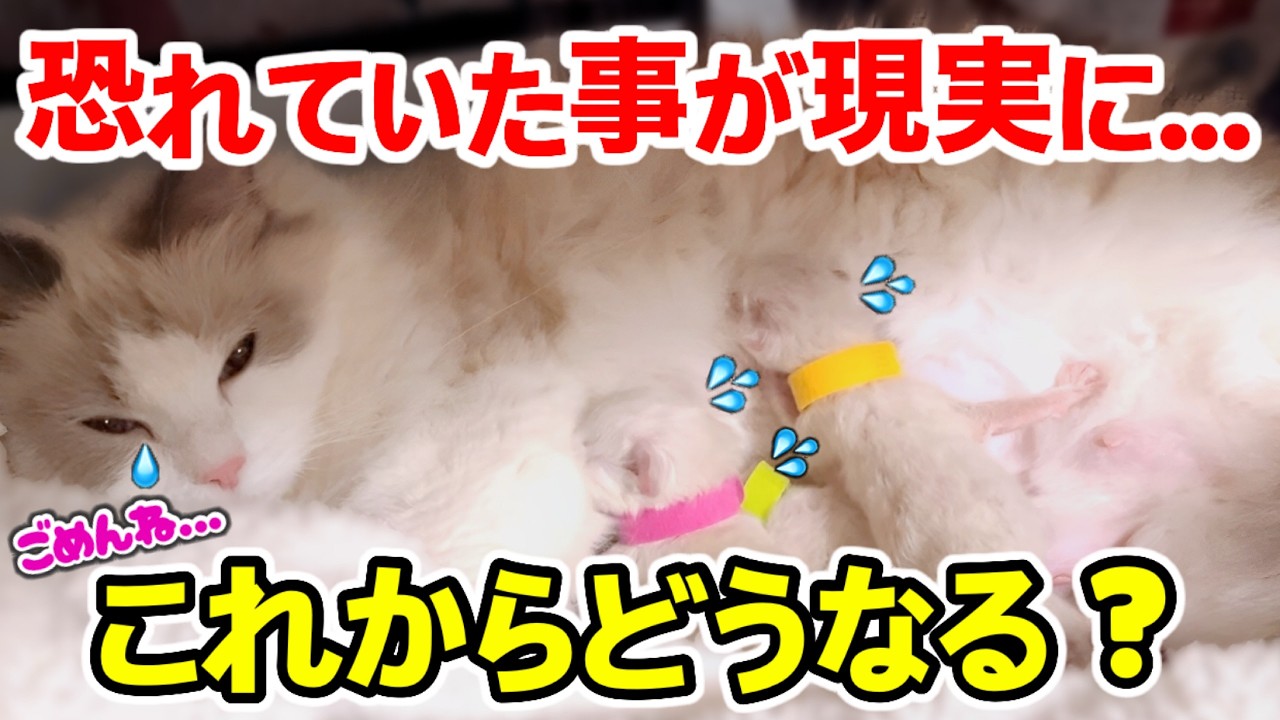 【涙腺崩壊】母猫に隠された悲しい事実が判明しました...