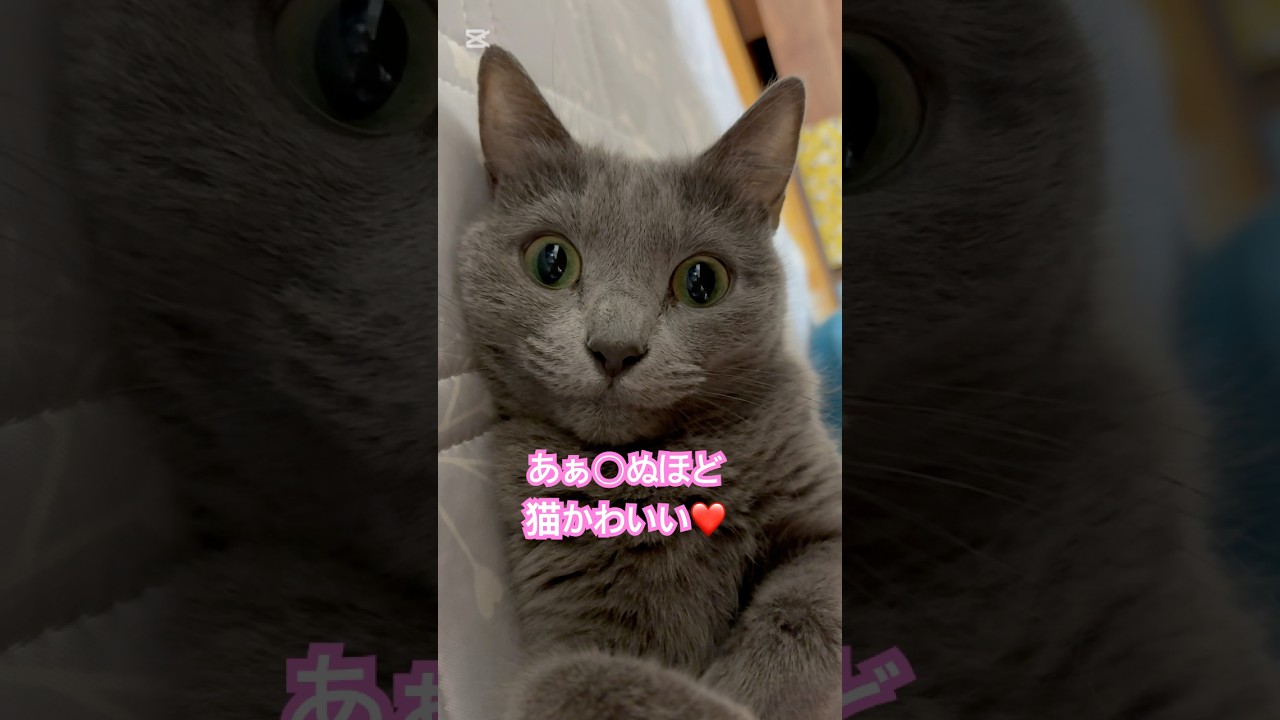 かわいい生き物❤️ #猫 #ロシアンブルー #shorts