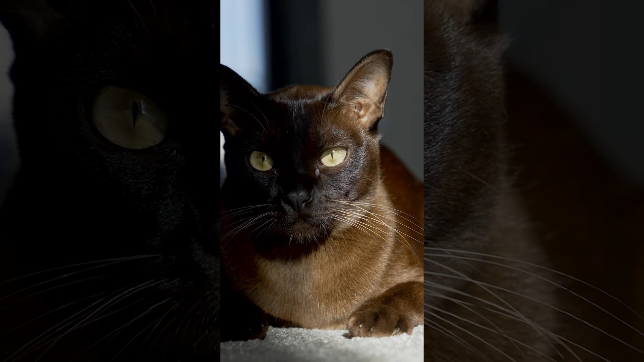Why Some Cats Sound Like A Ferrari