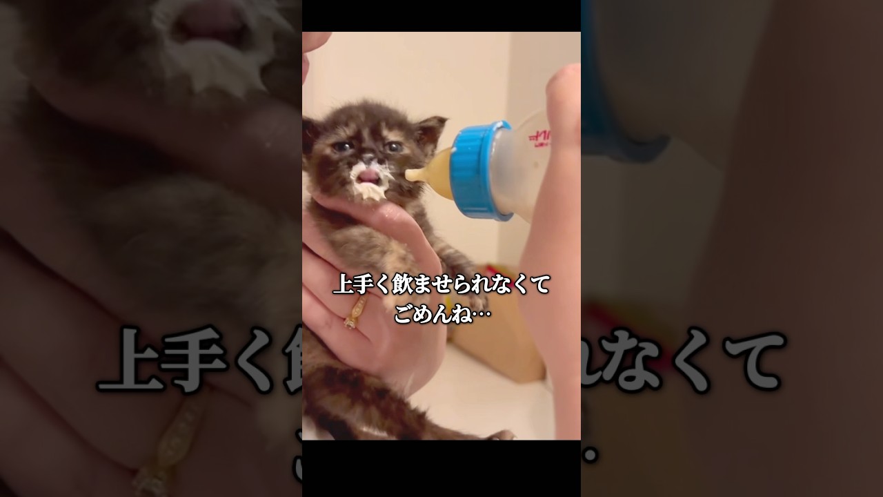 【壁の中にいた！】サビ猫あんずの1ヶ月 #保護猫 #子猫 #サビ猫 #kitten #cute #cutecats #shorts