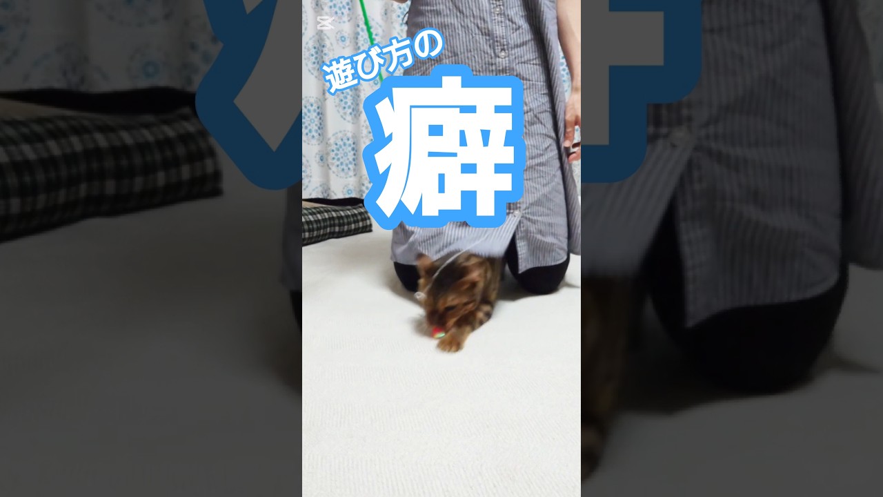 【遊び方の癖】いよいよ甲子園決勝!頑張れ! #ノンフィクションズ #猫 #Da_iCE #スカート猫 #猫動画 #猫のいる暮らし #ベンガル #cat #fyp #shorts #short
