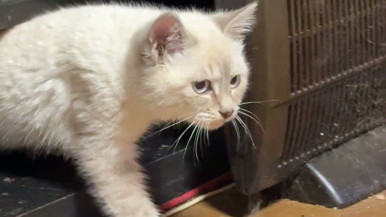 保護したシャム猫の子ネコ、AVラックの棚の中が、お気に入り