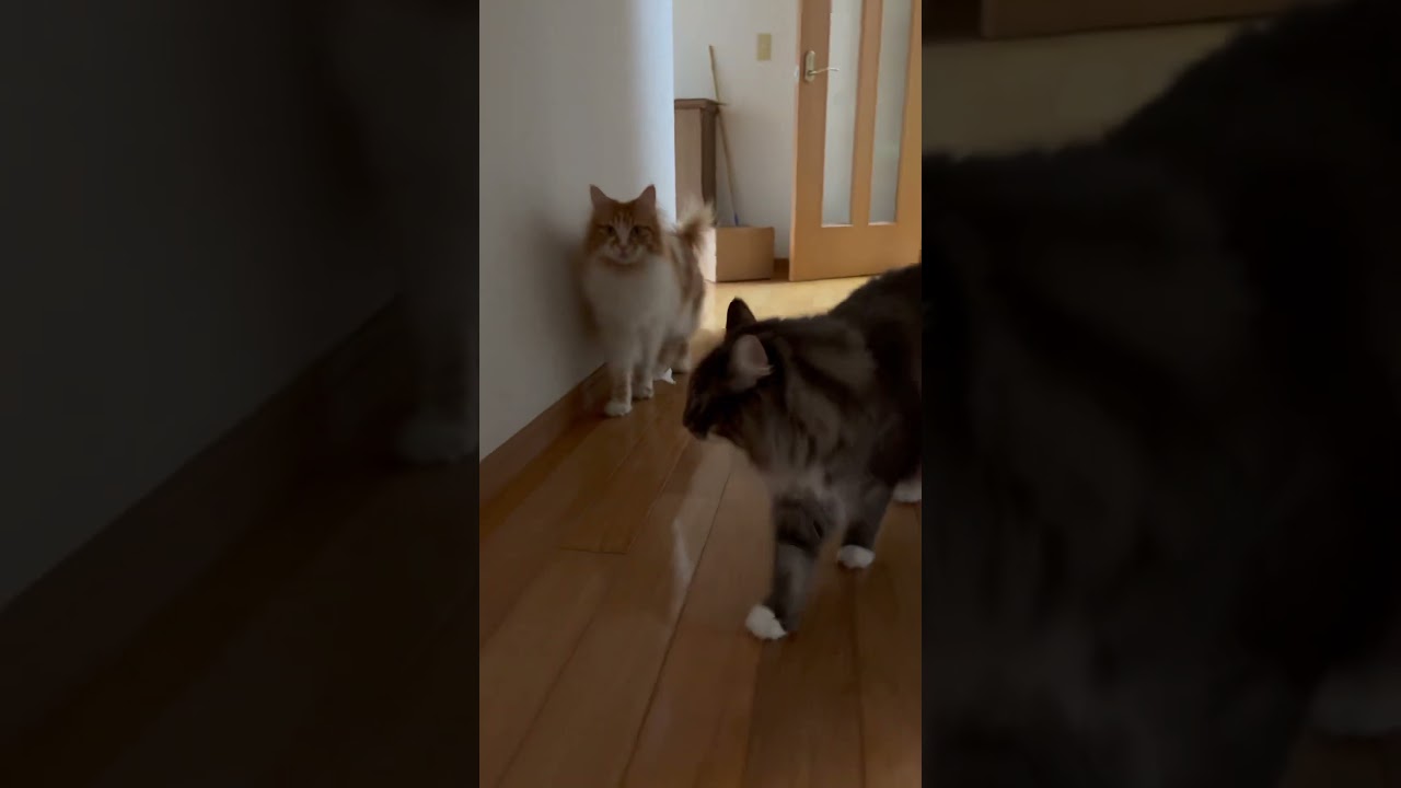 熱帯夜　猫　再挑戦　#ノルウェージャンフォレストキャット #メインクーン