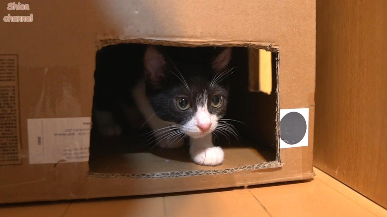 初めてのゲリラ雷雨にビックリする子猫たち