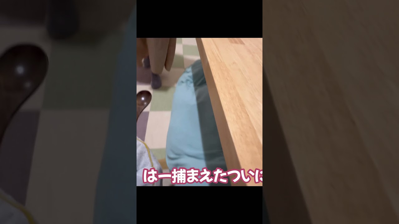 そこにいたのか #保護猫 #cat #shorts