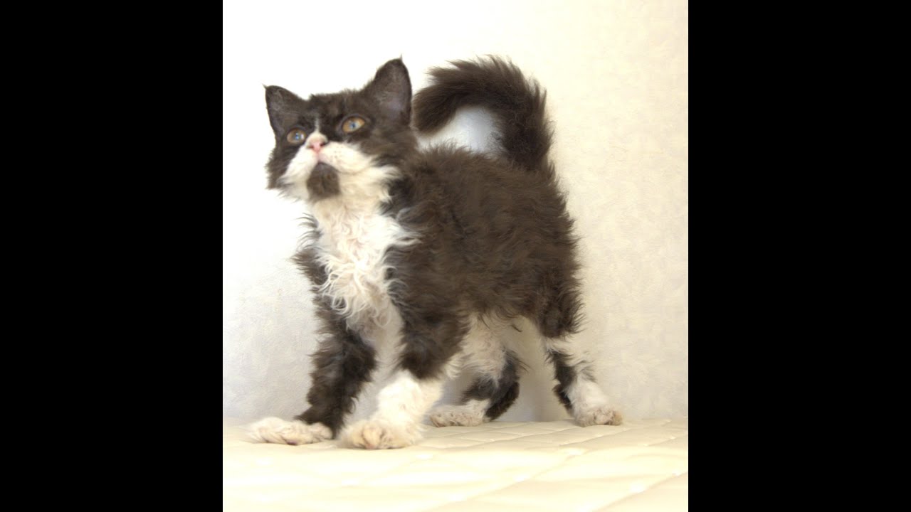 セルカークレックス子猫　Selkirk Rex　2025.4.12産まれ　ブラック＆ホワイト　巻き毛　女の子　シーダキャット猫のお店