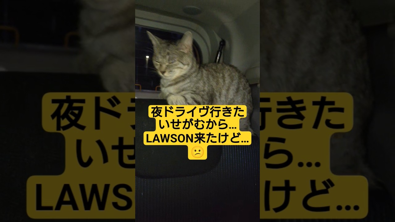 深夜にドライヴせがむから…LAWSON（ササミ欲しいんかな？）来たけど…様子が変ですね#cat #猫のいる暮らし #ねこのいる生活 #野良猫