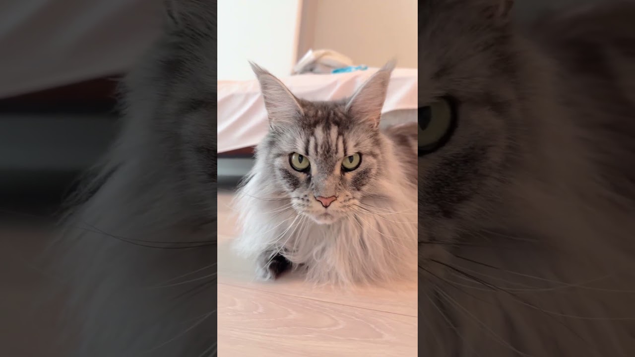 オリーとレムちの８歳のお誕生日ということで、2ニャンのドアップをただただ撮影📸✨🦁🐱 #mainecoon