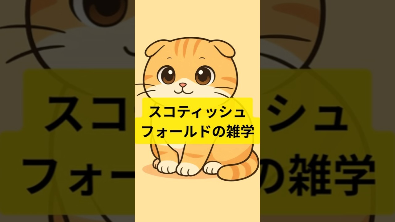 【雑学】スコティッシュフォールド