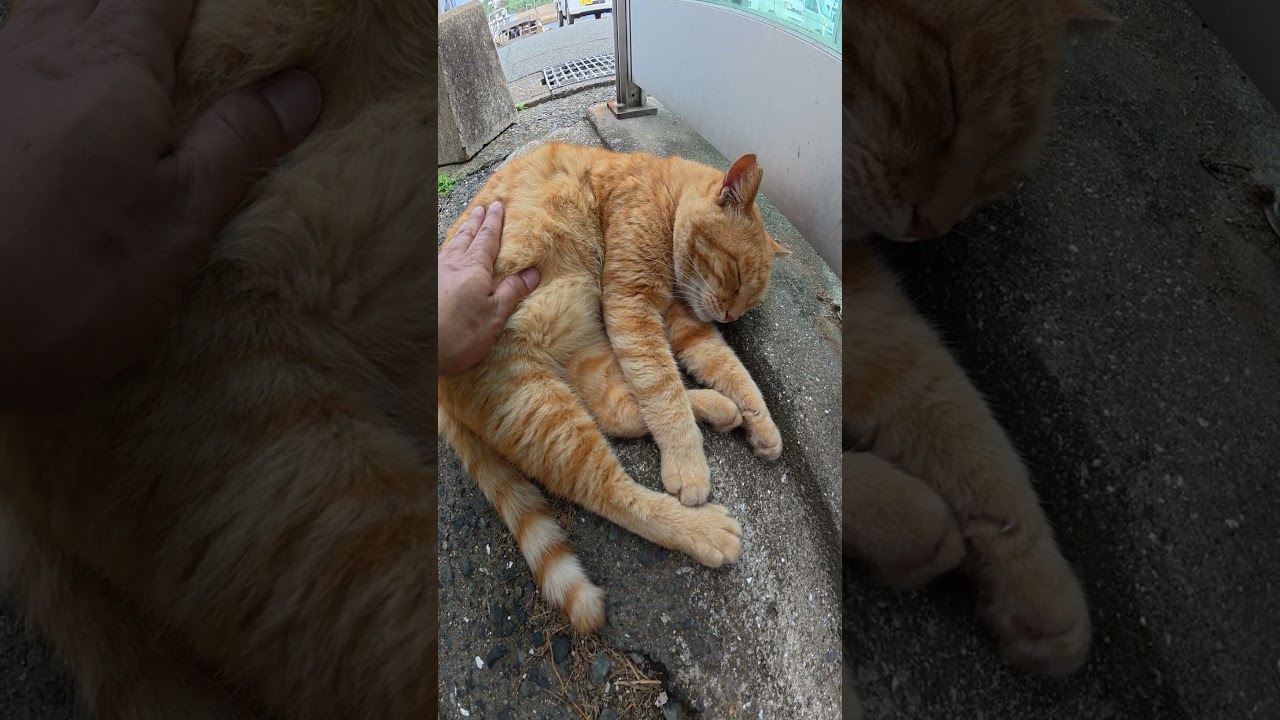 電話ボックスの裏で茶トラ猫が丸まっていた #猫 #ねこ #cat
