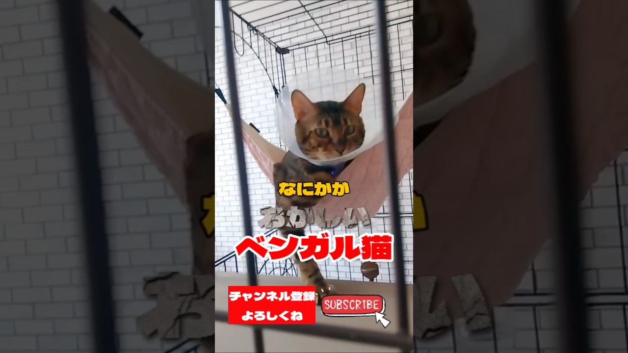 【ベンガル猫】ベンガル猫のなにかがおかしいんだよなぁ🤔 #ベンガル猫 #cat