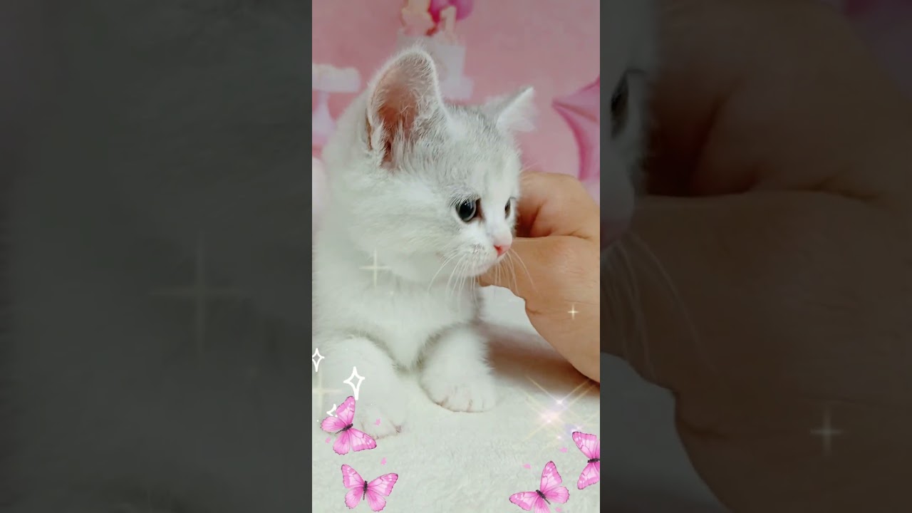 【ご家族様募集中】長足マンチカン女の子♡ #cat t #かわいい子猫 #kitten #子猫 #cute #子猫ブリーダー #短足マンチカン #短足ミヌエット #子ネコ #子猫 #好きな子猫