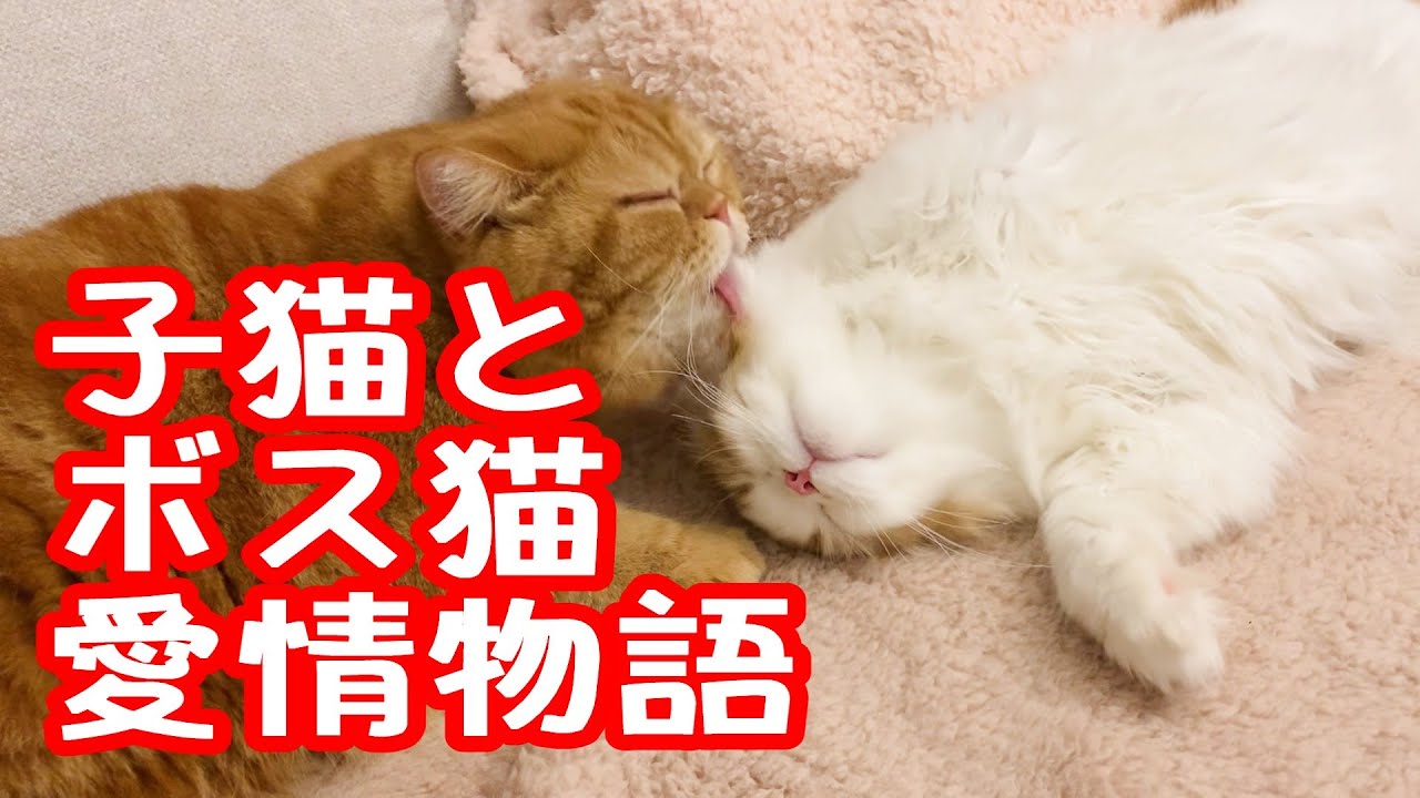 【スコティッシュフォールド】子猫とボス猫の愛情物語#子ネコ #cat #猫好きさんと繋がりたい