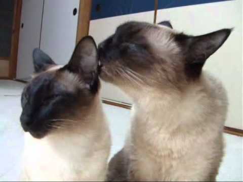 毛づくろいをしてあげるシャム猫