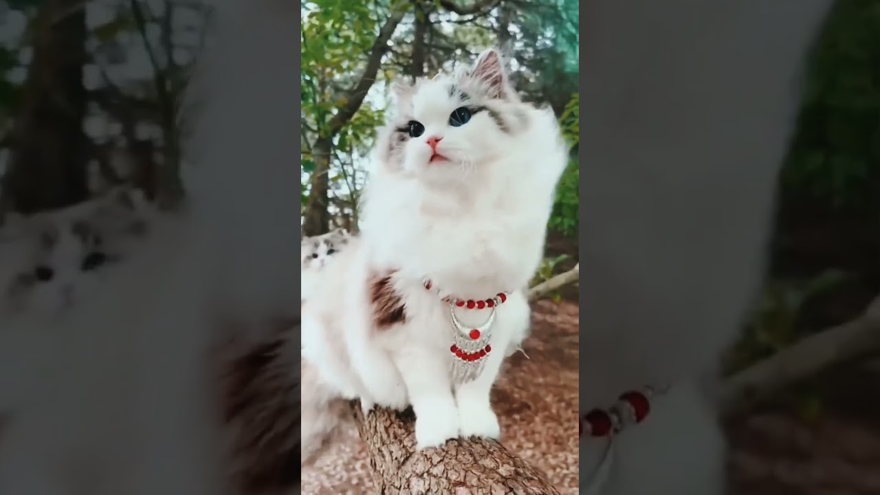 Cats Beautiful Wonderful Video
