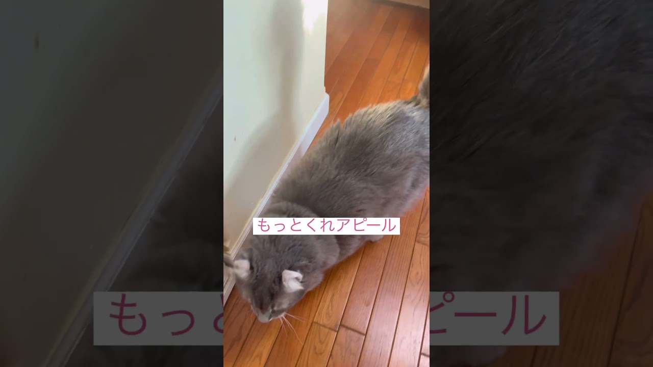 ご飯足りないよ #ねこ動画 #アメリカンカール #猫動画