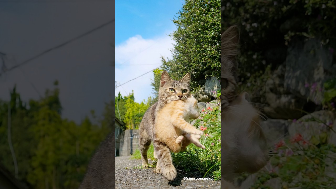 元気いっぱいな子猫✨お母ちゃんが連れて帰ります   Hey cutie, let's go home! (A kitten full of energy kitten)