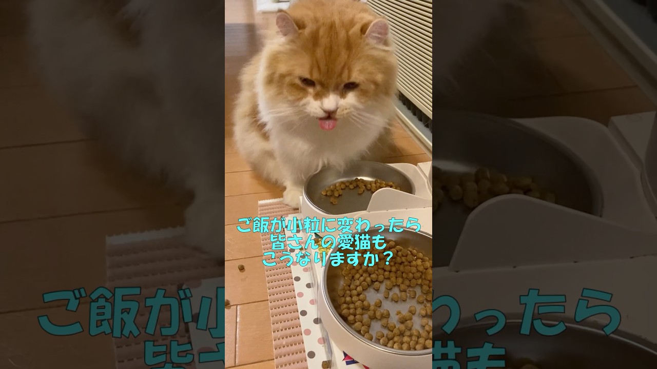 ご飯が小粒に変わったら皆さんの愛猫もこうなりますか？  #cat #猫のいる暮らし #アメリカンカール