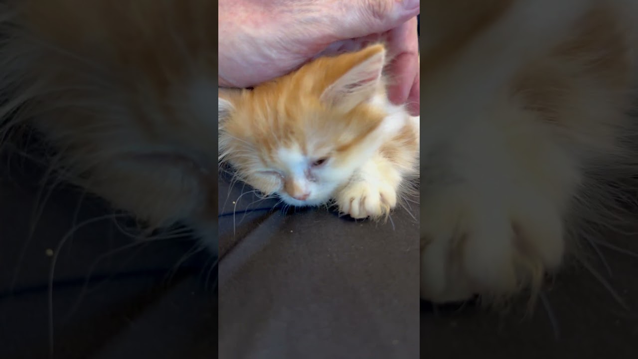 足の上のマンチカンの子猫をナデナデ / まんちの樹 猫カフェ・マンチカン猫ブリーダー / #ねこ #猫  #かわいい #子猫 #マンチカン