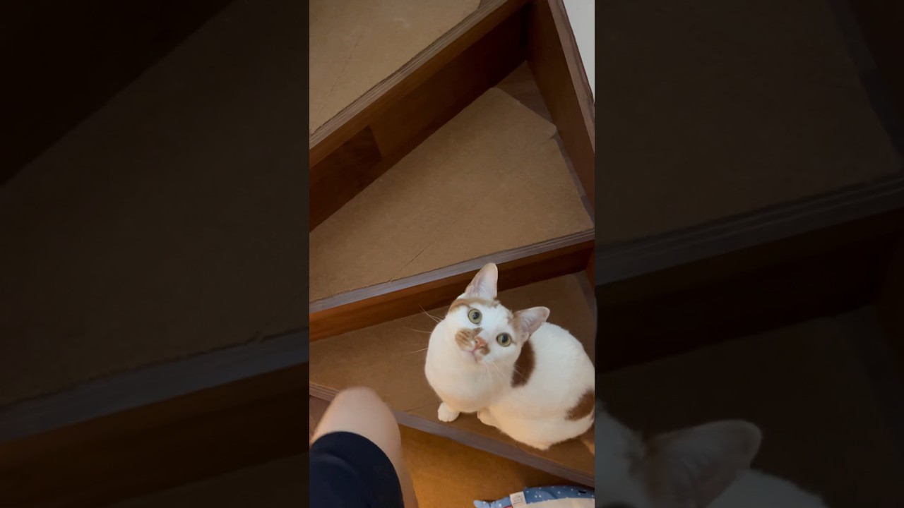 今日の日常。#cat #日本猫 #保護猫 #ねこ #ノルウェージャンフォレストキャット #norwegianforestcat