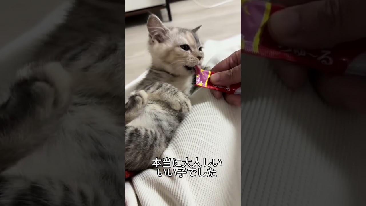 お迎え初日⭐︎チュールデビュー❤️ #猫#ネコ#cat#スコティッシュフォールド#たち耳スコティッシュ#catlife#猫のいる生活#猫好きさんと繋がりたい