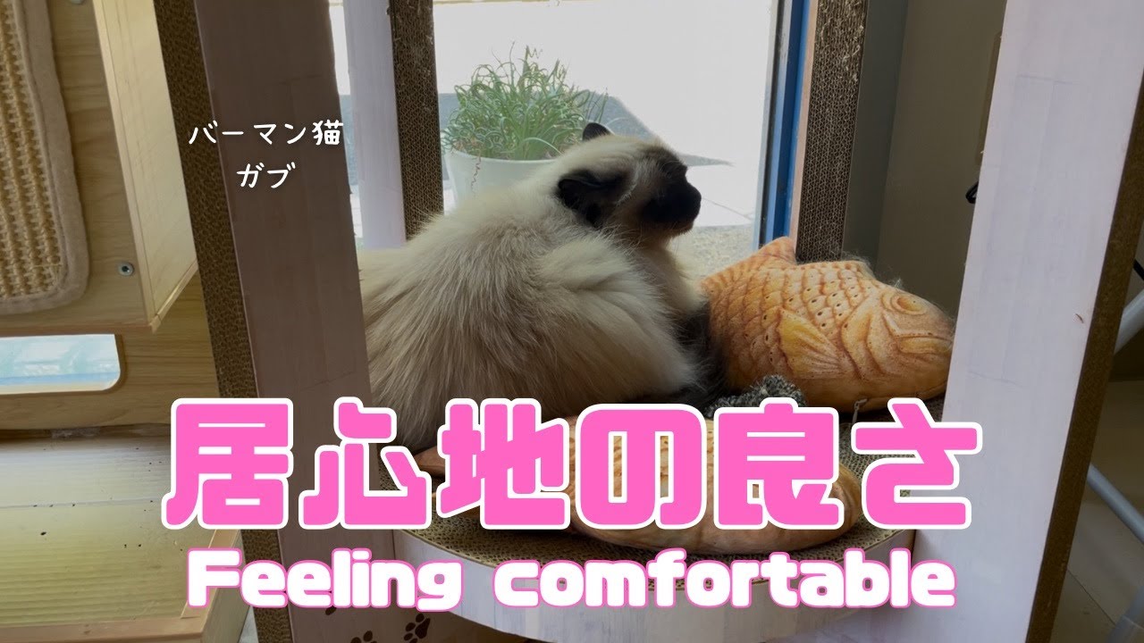 バーマン猫ウリとラフとガブ【居心地の良さ】Feeling comfortable（バーマン猫）Birman/Cat