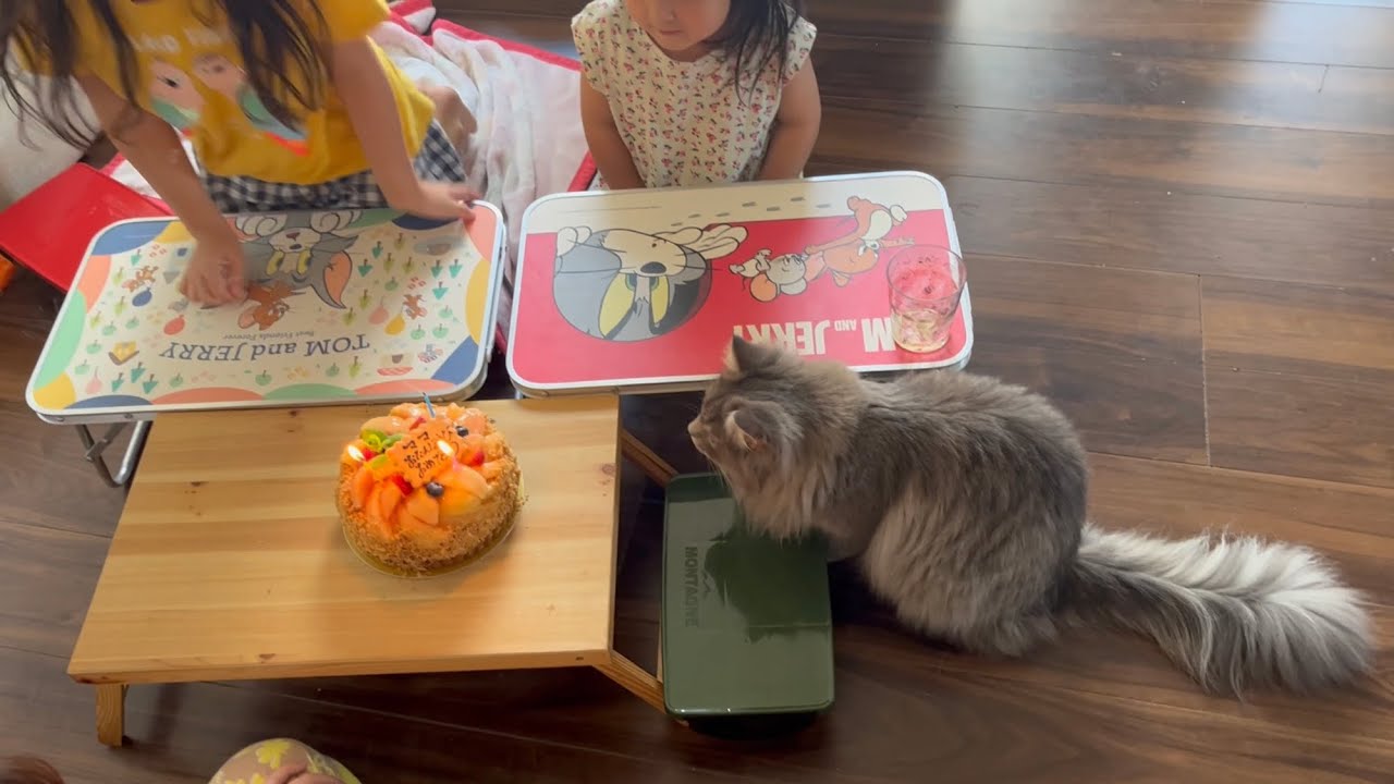 誕生日ケーキの火か気になる猫　　サイベリアン