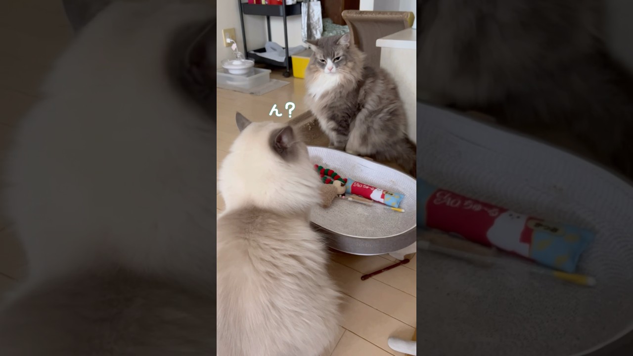 諦めが早い猫 #shorts #ノルウェージャンフォレストキャット #サイベリアン #cat