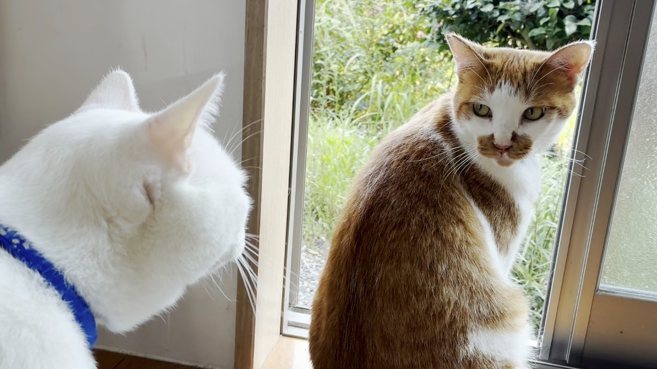 お家に遊びに来た庭子猫にバイバイする次男猫…笑[カイ君とトコちゃん]