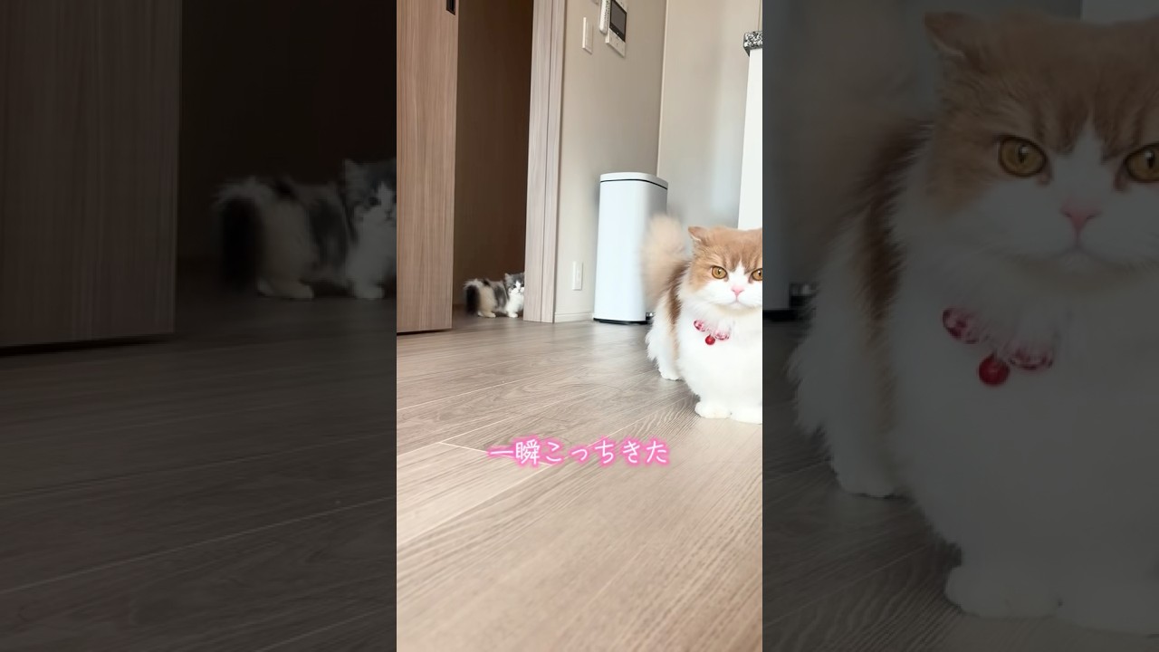 お姉ちゃんが大好きな弟猫🐱#かわいい #cat #マンチカン #ミヌエット #猫好きさんと繋がりたい #子猫 #ねこのいる生活