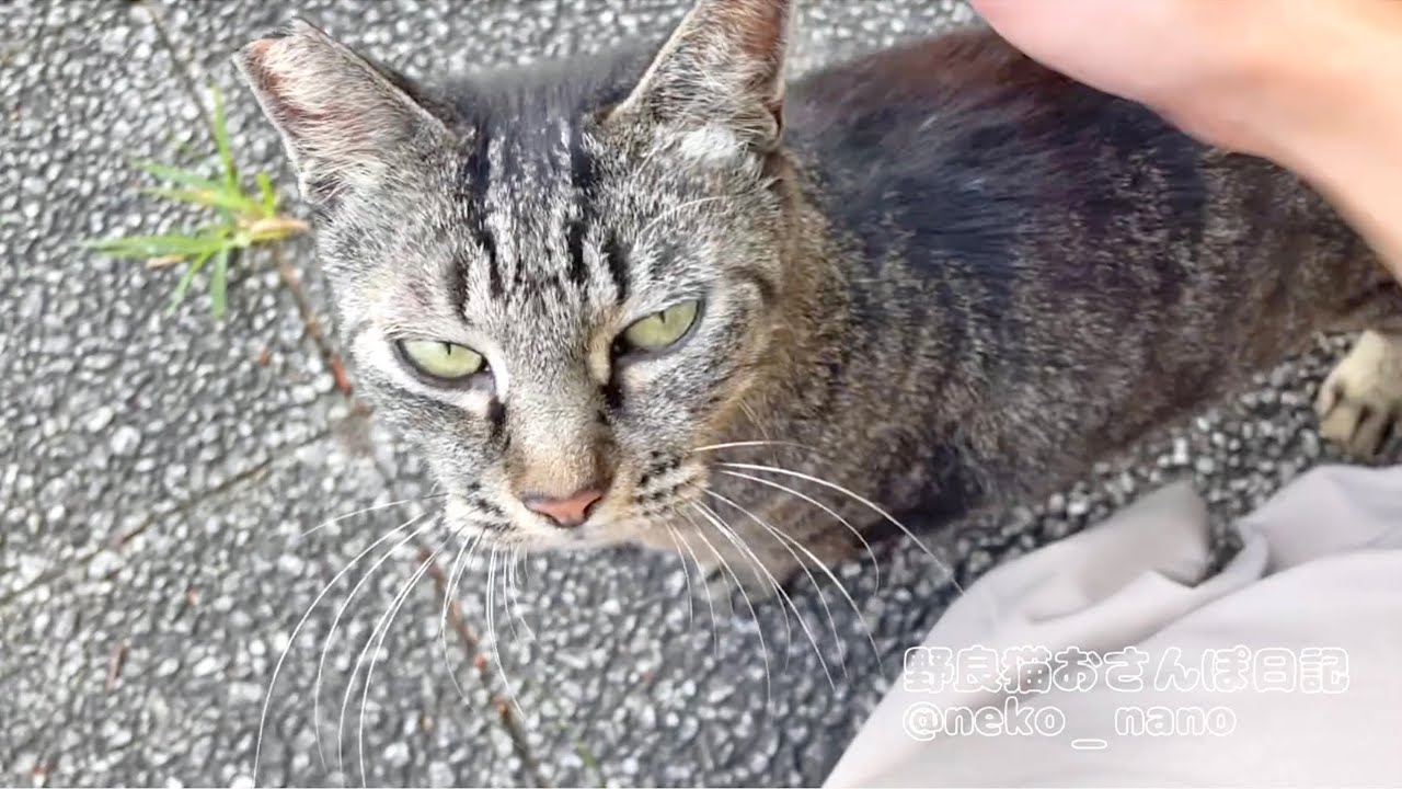 逃げ腰だけど名前を呼んだらニャーニャー甘えに来たミーちゃん【キジトラ猫】
