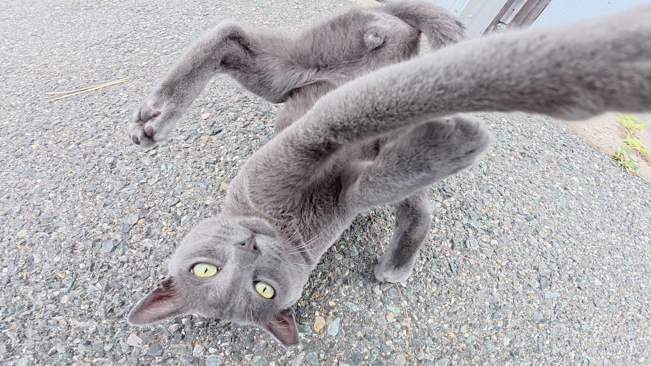ロシアンブルーみたいな猫が人間の隙をついてマイクを奪おうとする