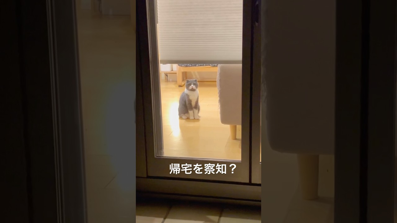 外から撮ってみた！　#cats  #スコティッシュフォールド  #猫好きさんと繋がりたい  #猫動画　#猫のいる暮らし