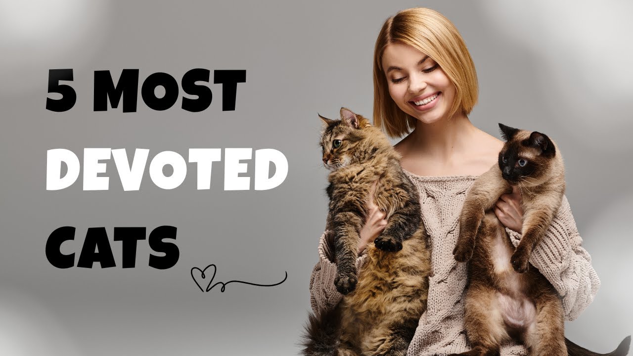 Most Loyal Cat Breeds — They’ll Never Leave Your Side