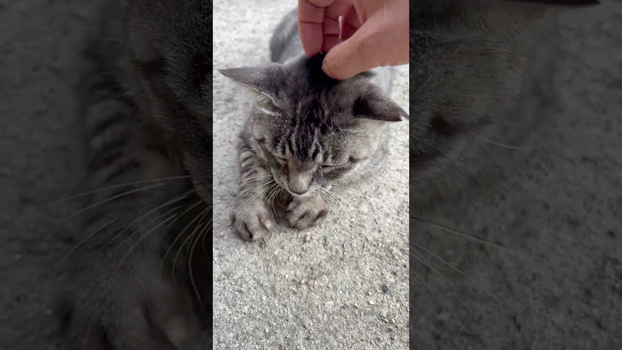 シッポ揺らして撫でて貰うかわいいサバトラ猫ちゃん #Shorts