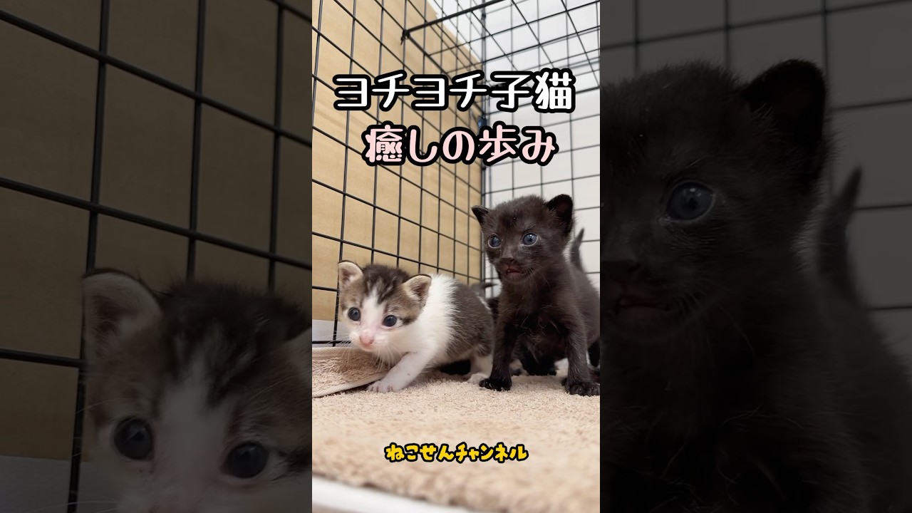 歩くだけで癒し…子猫のよちよちチャレンジ🐾 | ねこせん