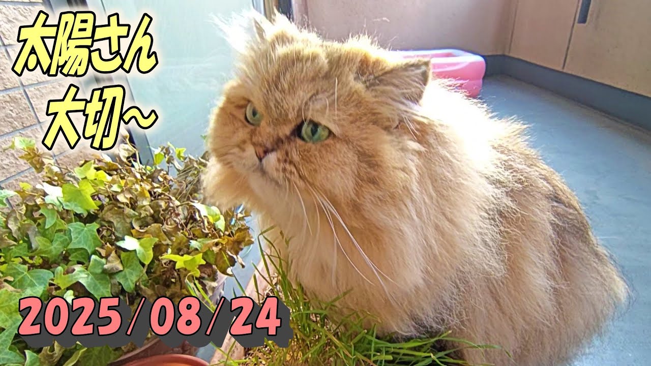 快晴の朝日を暫く拝んでから草を食べるひとみ　Persian cat Hitomi's relaxing days 2025/08/24