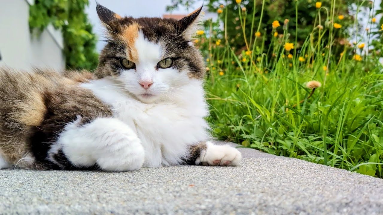 Norwegian Forest Cat: Coffee & Cats in the Garden